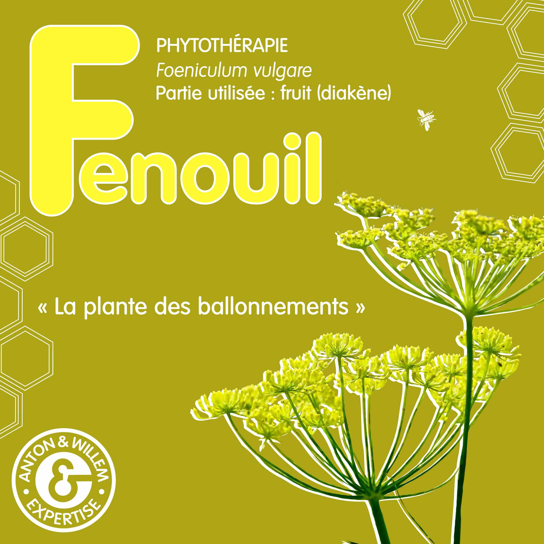 fenouil phytotherapie