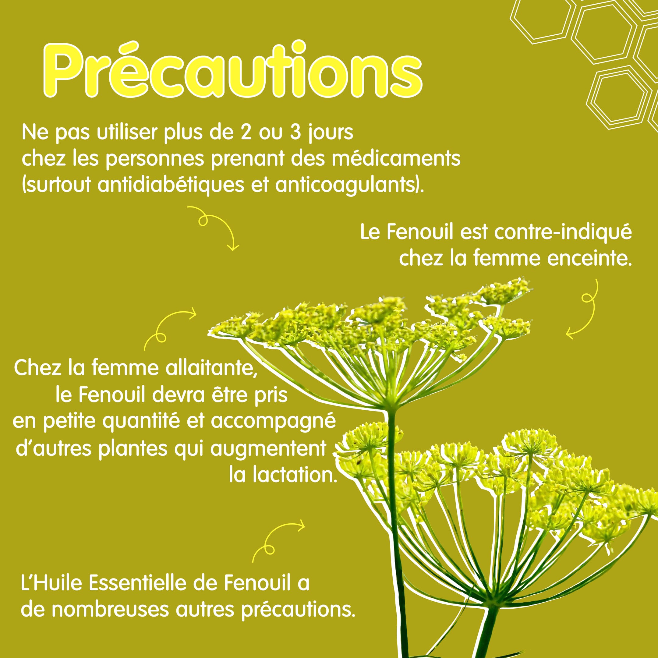 fenouil phytotherapie precautions