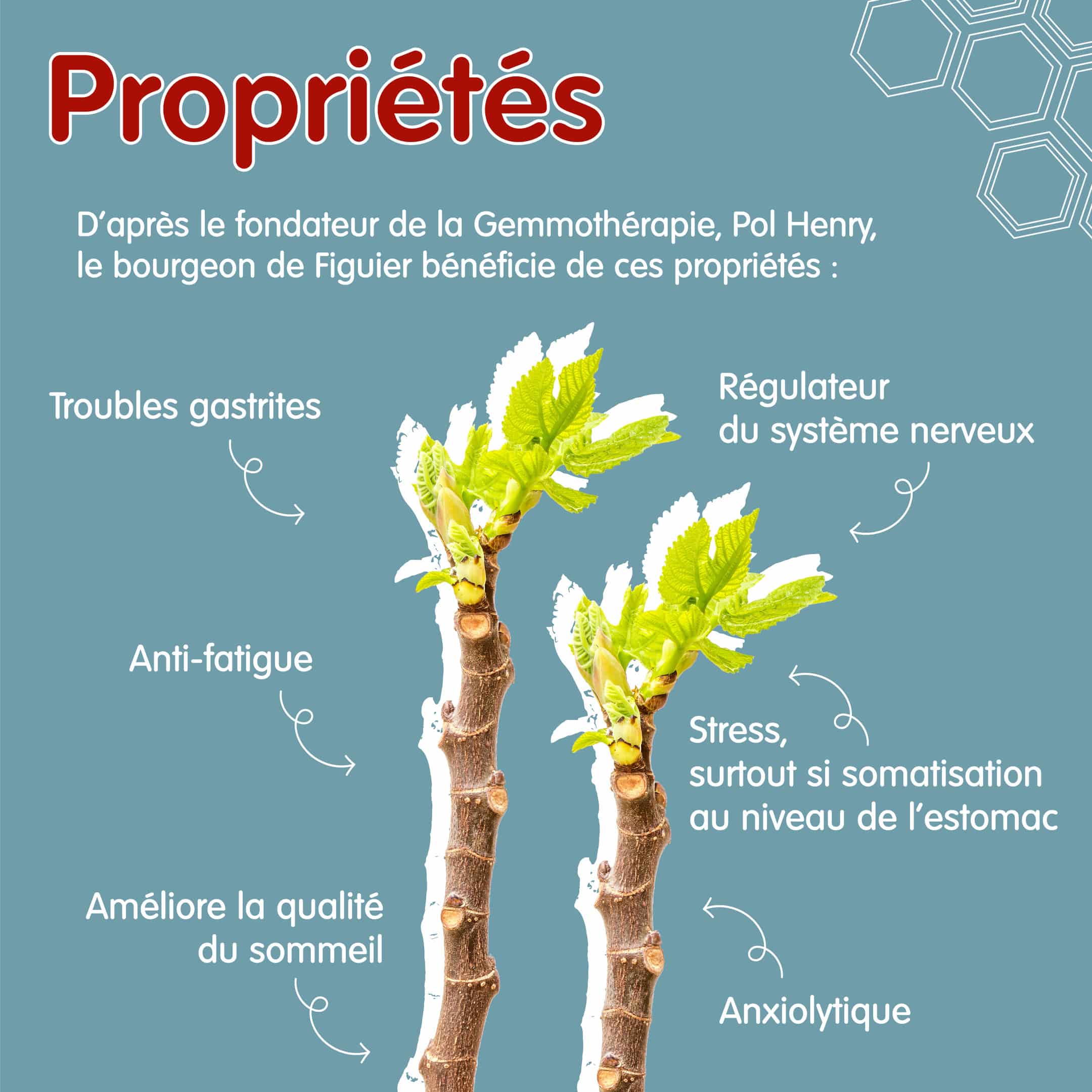 Propriétés figuier