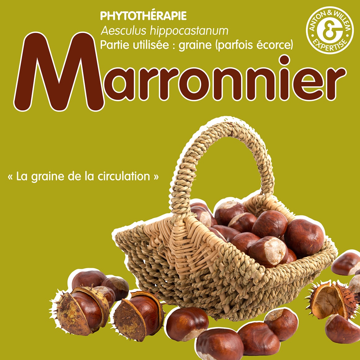 le marronnier en phytothérapie