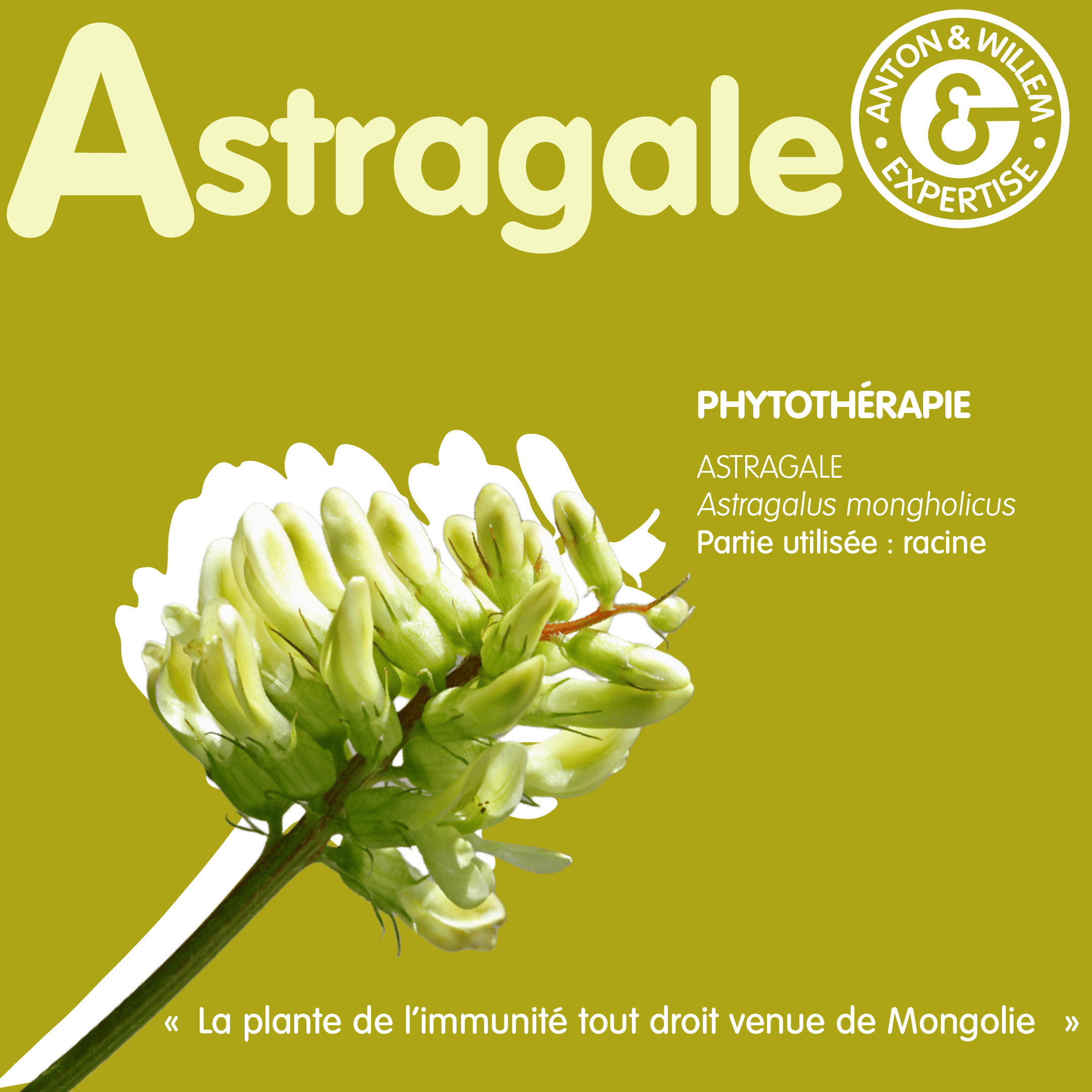 Astragale