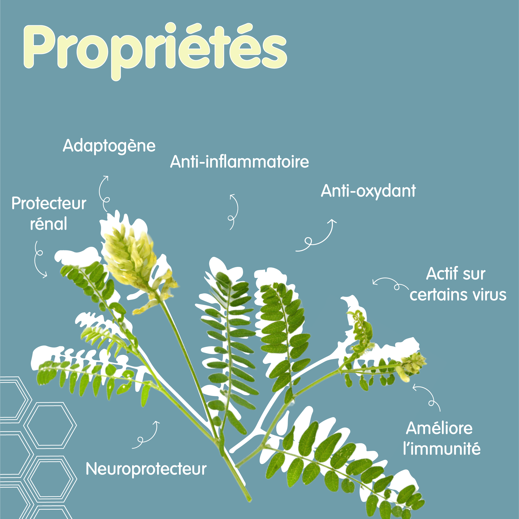 RS Astragale 2 Propriétés astragale