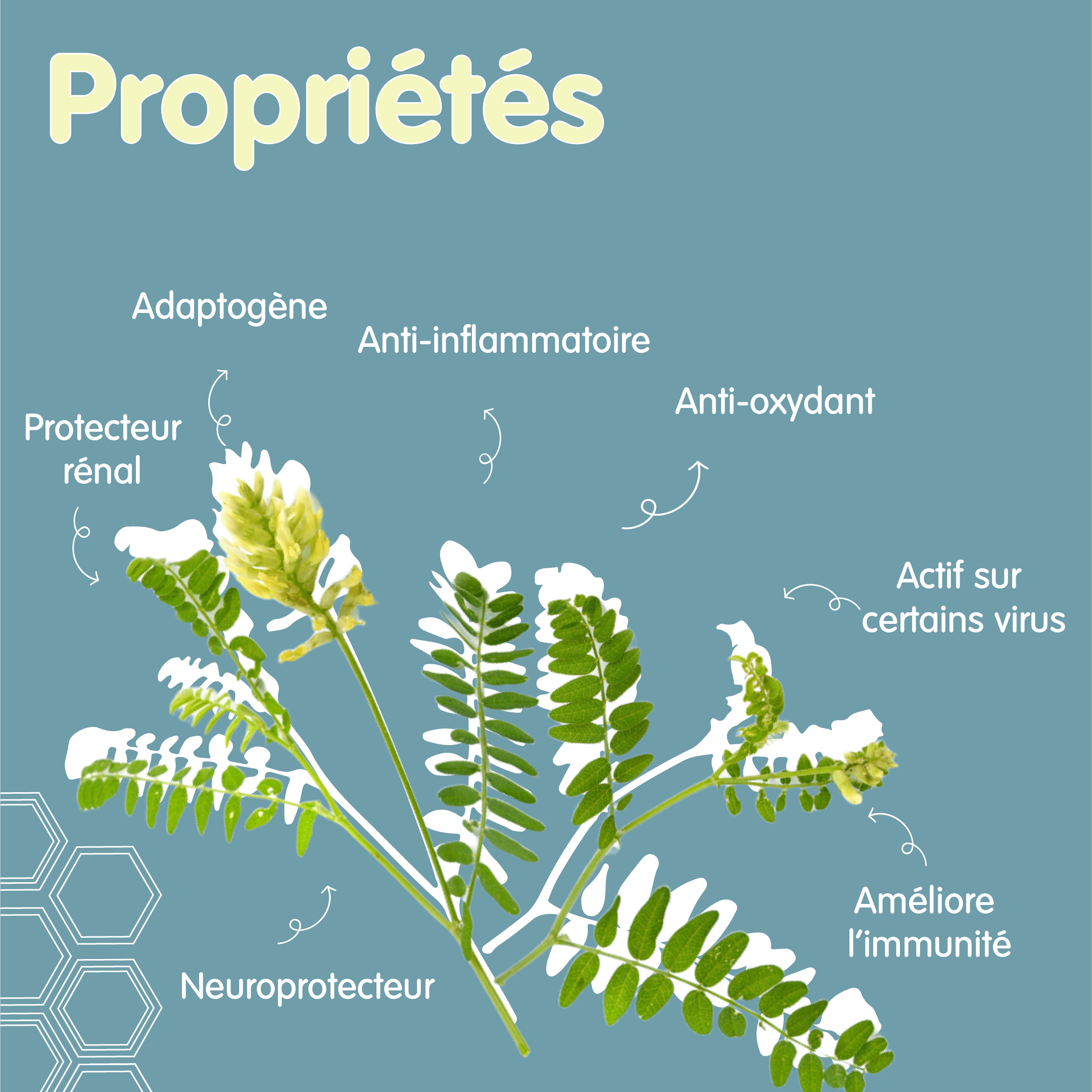 Propriétés astragale