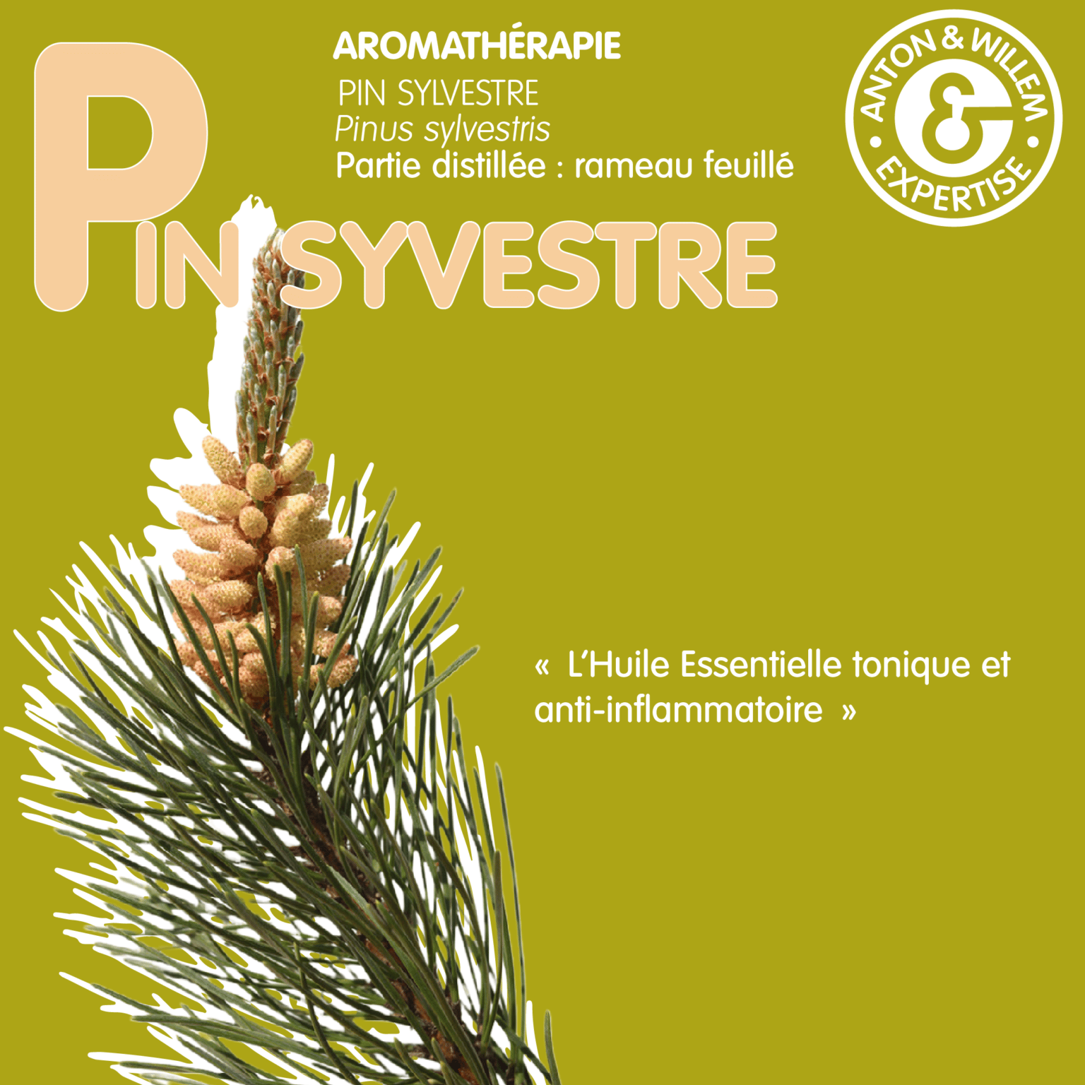 Le pin sylvestre en aromathérapie Pharmacie Cholet