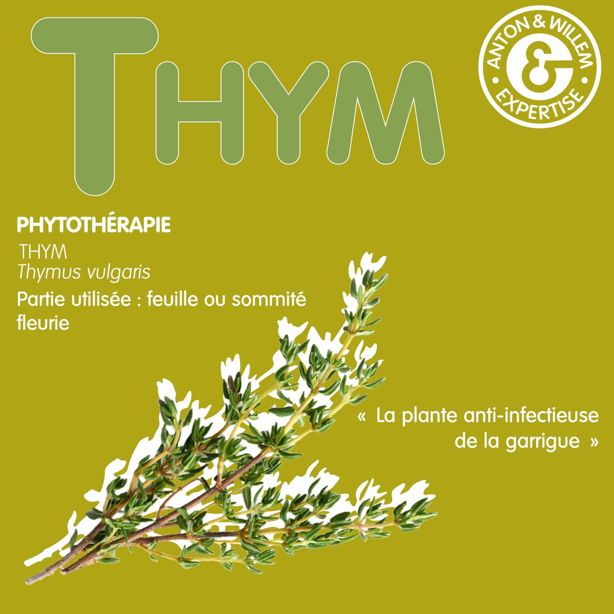 Le thym en phytothérapie Pharmacie Cholet