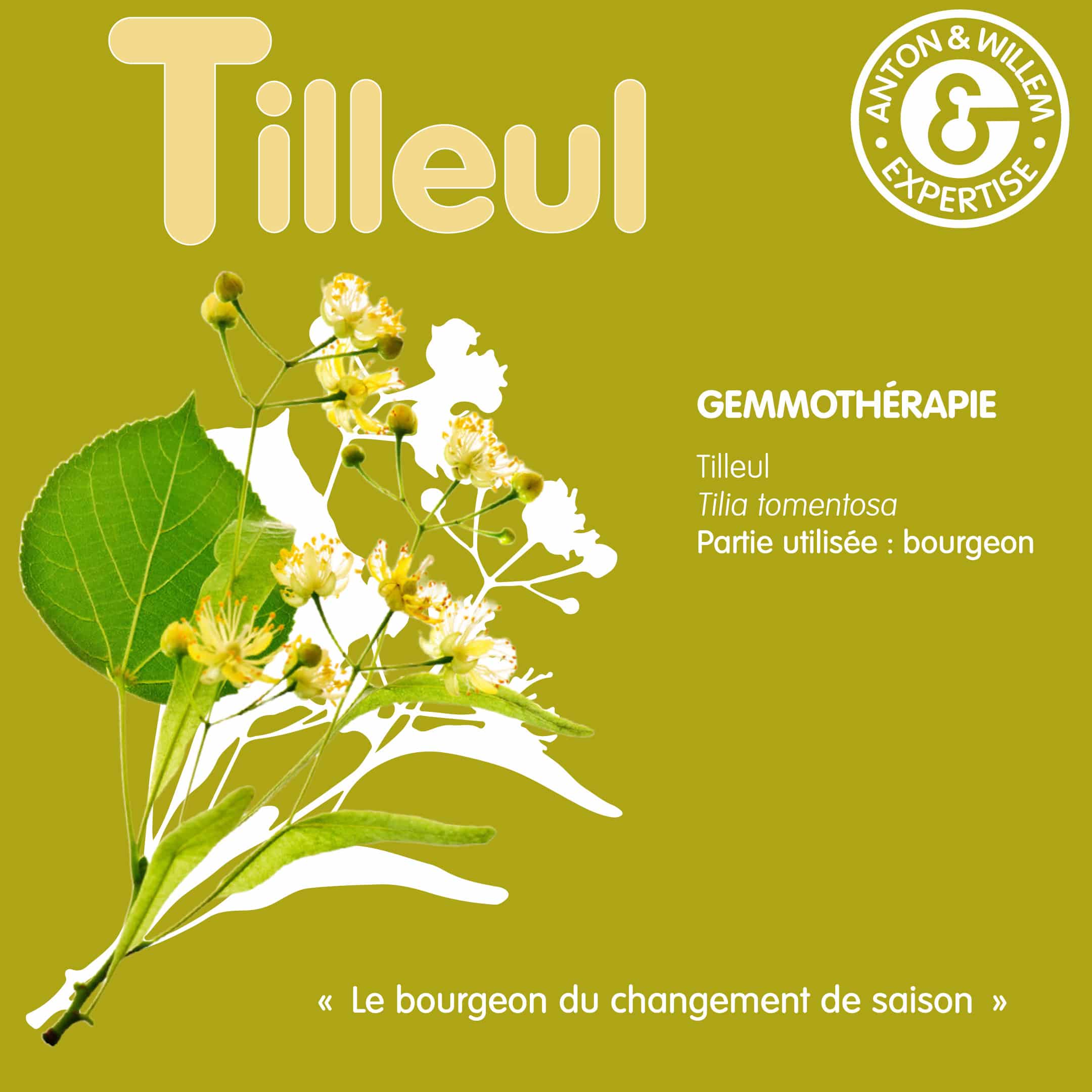 RS Tilleul Bg 1 Tilleul