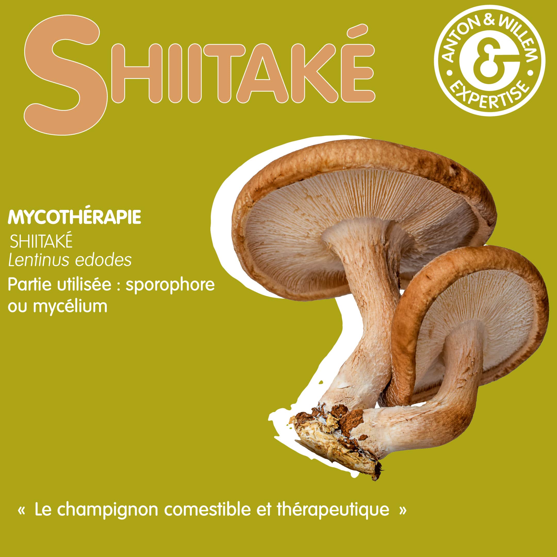 Shiitaké en mycothérapie Shiitaké en mycothérapie