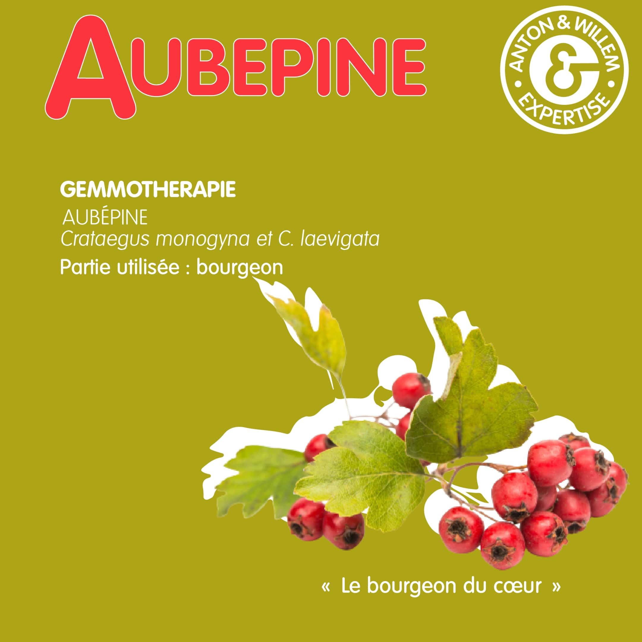 Aubépine en gemmothérapie