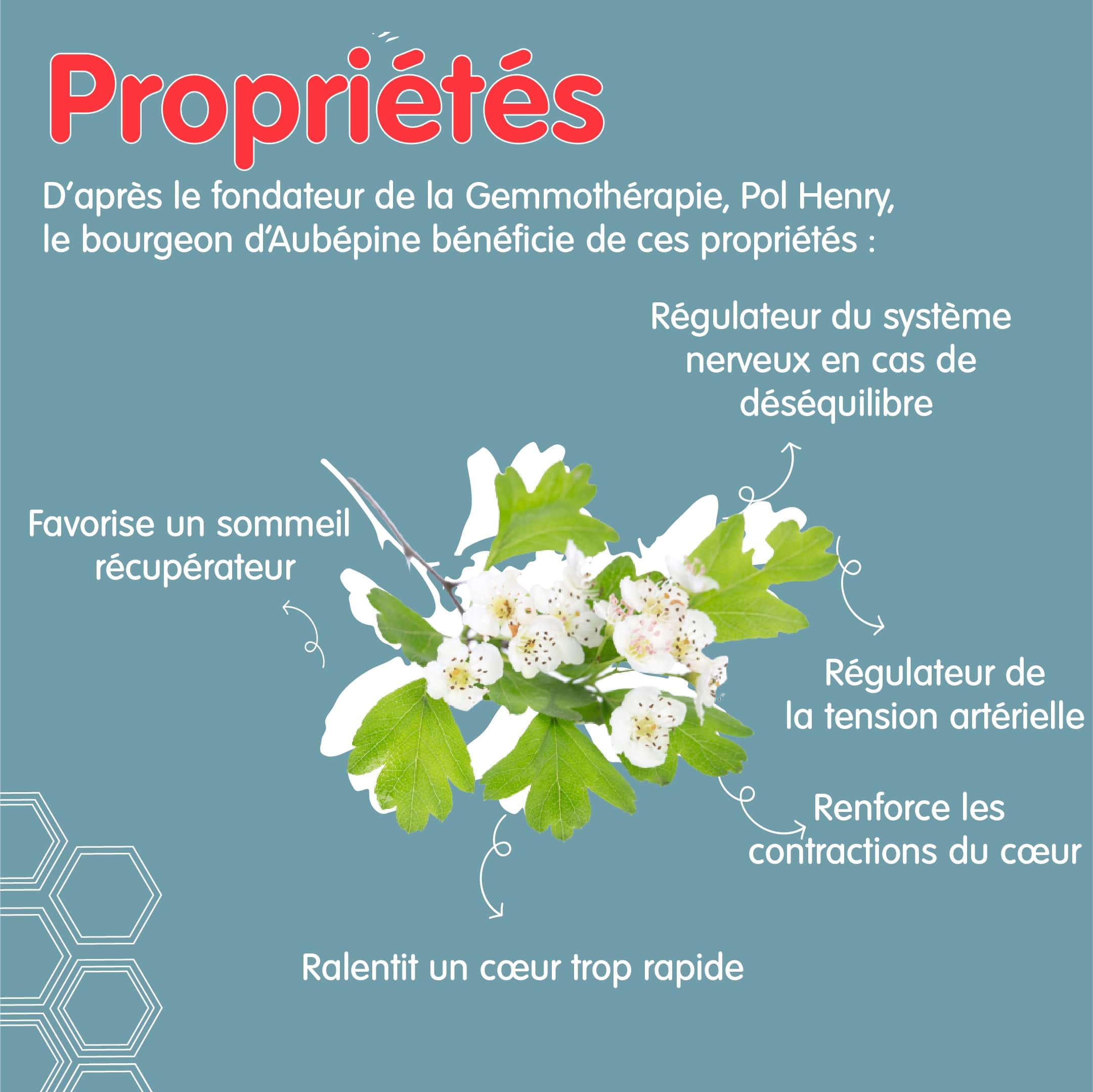 Propriétés de l'aubépine en gemmothérapie