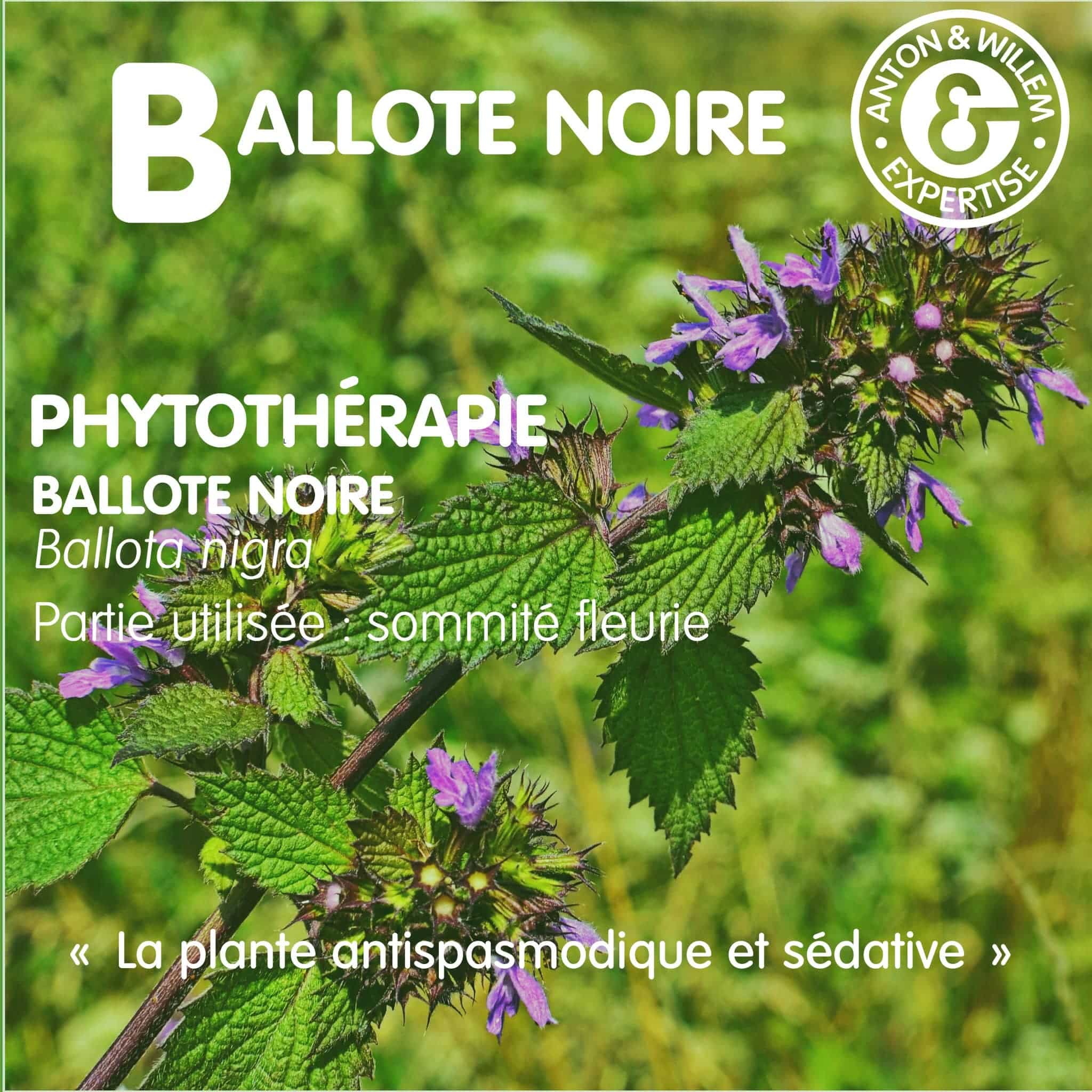 Ballote noire en phytothérapie