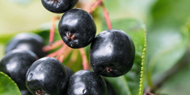 Aronia
