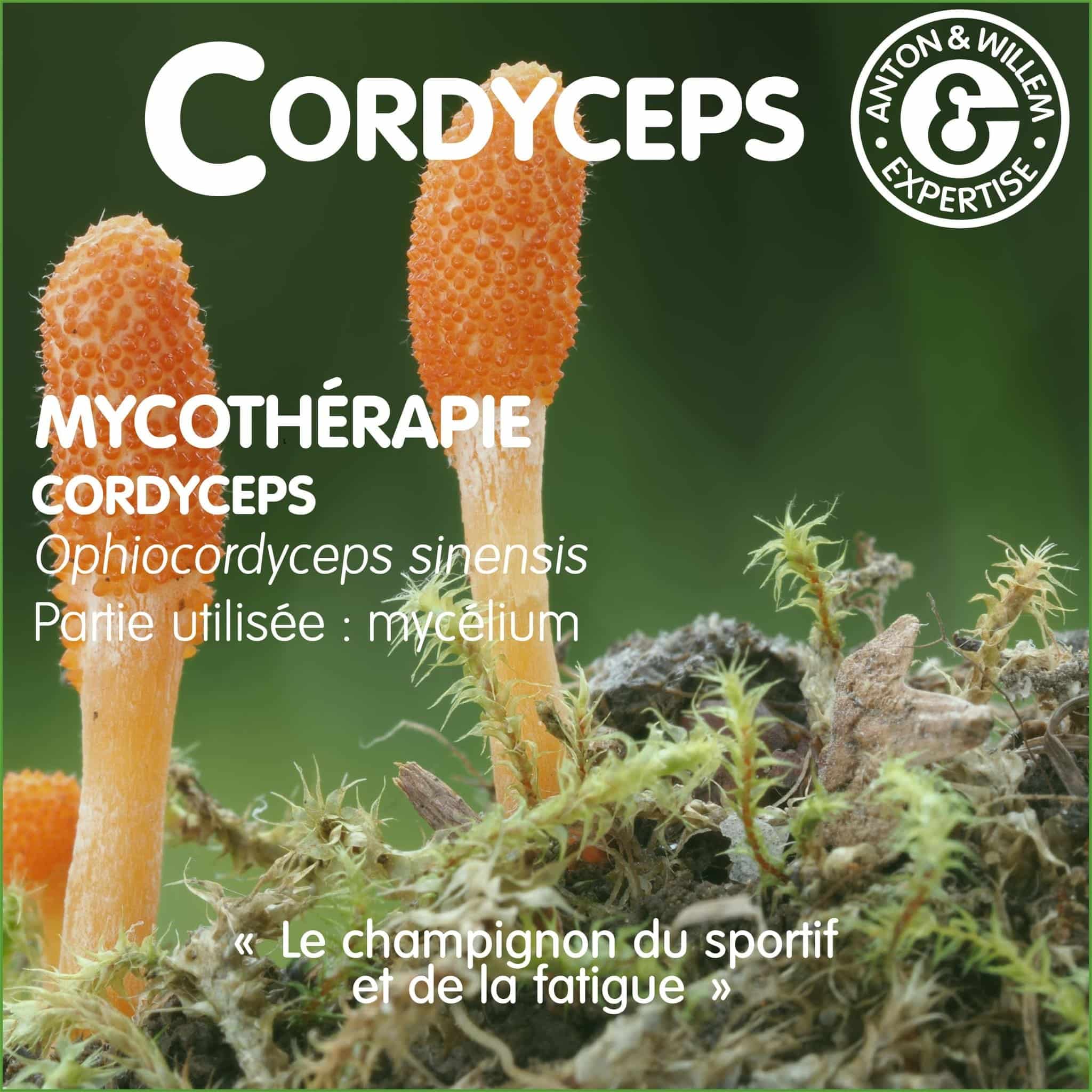 Cordycepts en mycothérapie