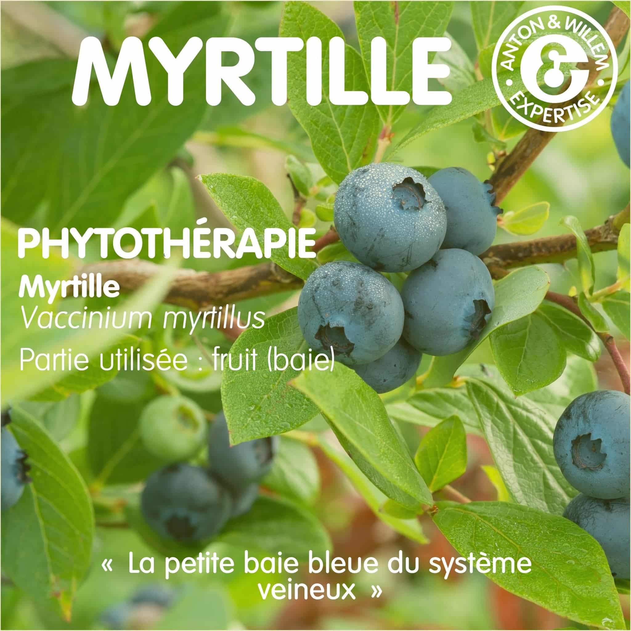 La myrtille en phytothérapie