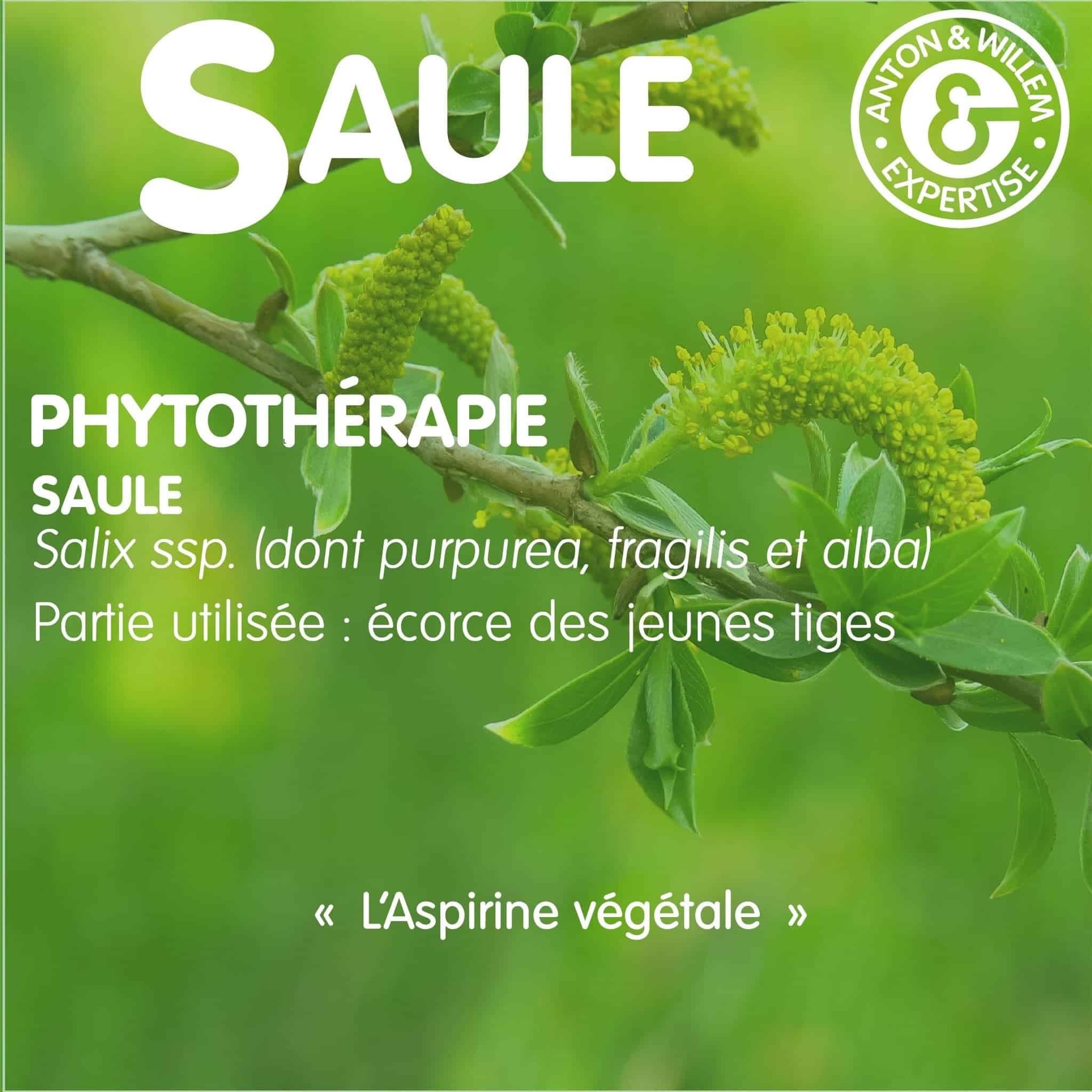 Saule en phytothérapie