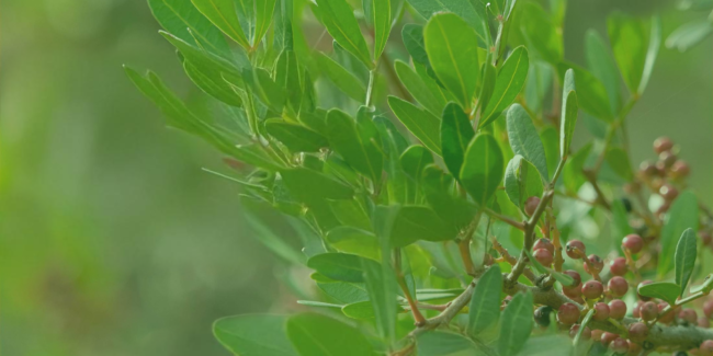 Pistachier lentisque