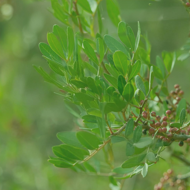 Pistachier lentisque