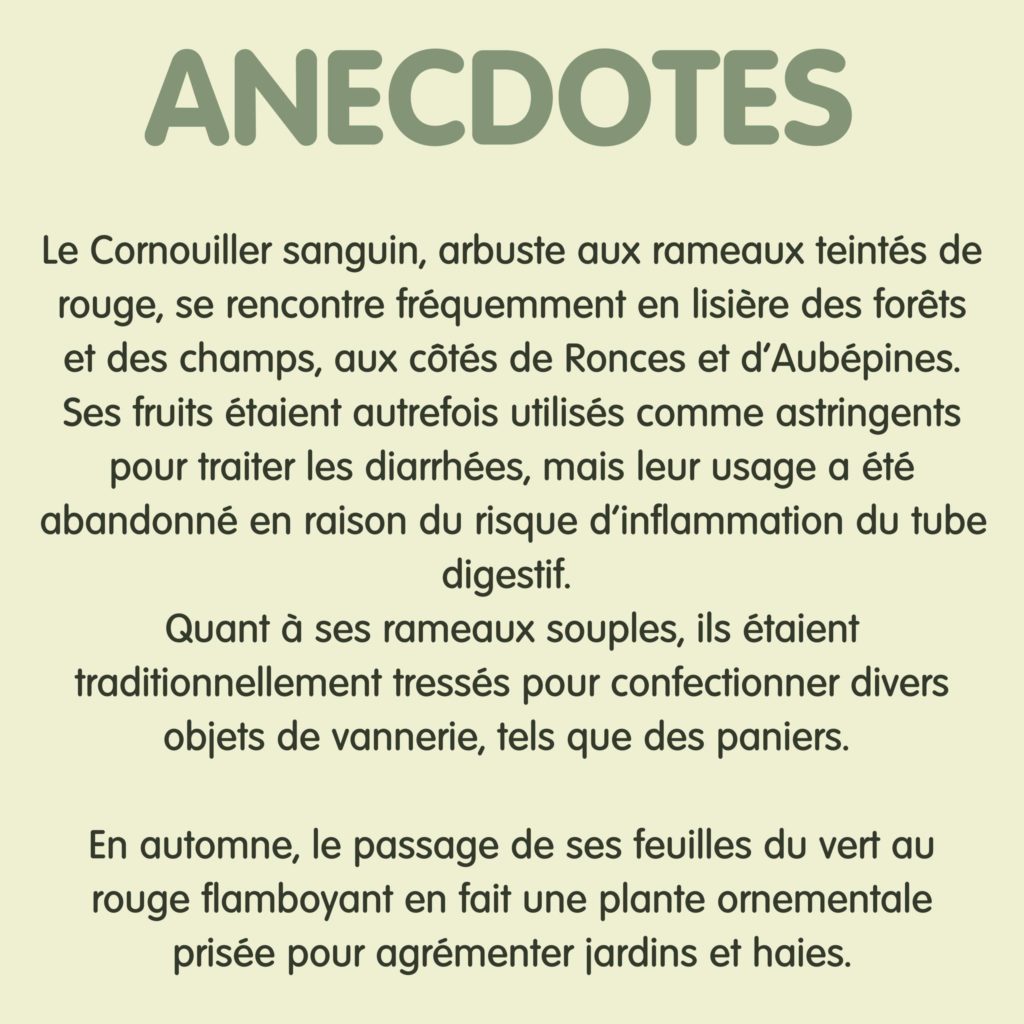 467776661_1075472404367629_4421223383825372638_n Anecdotes sur le Cornouiller sanguin