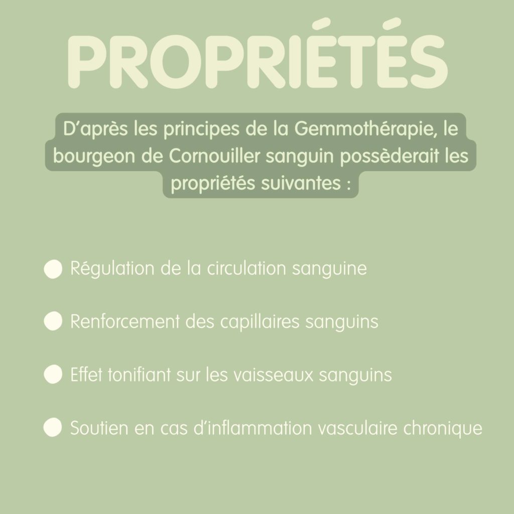 467778890_1074900207758182_878099177168434816_n Propriétés du Cornouiller sanguin