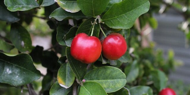 Acerola