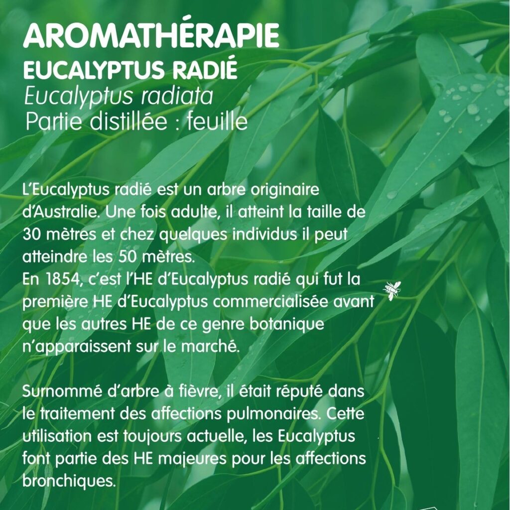 Eucalyptus en aromathérapie