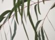 Feuilles d'eucalyptus