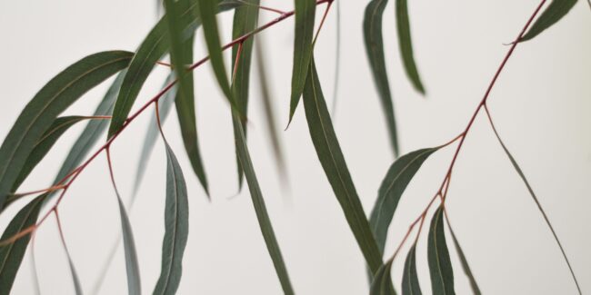 Feuilles d'eucalyptus