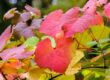 Vigne rouge