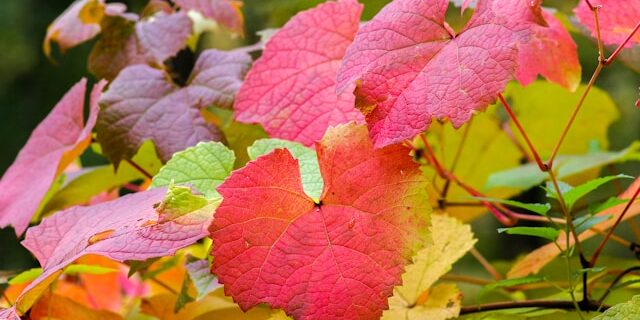 Vigne rouge