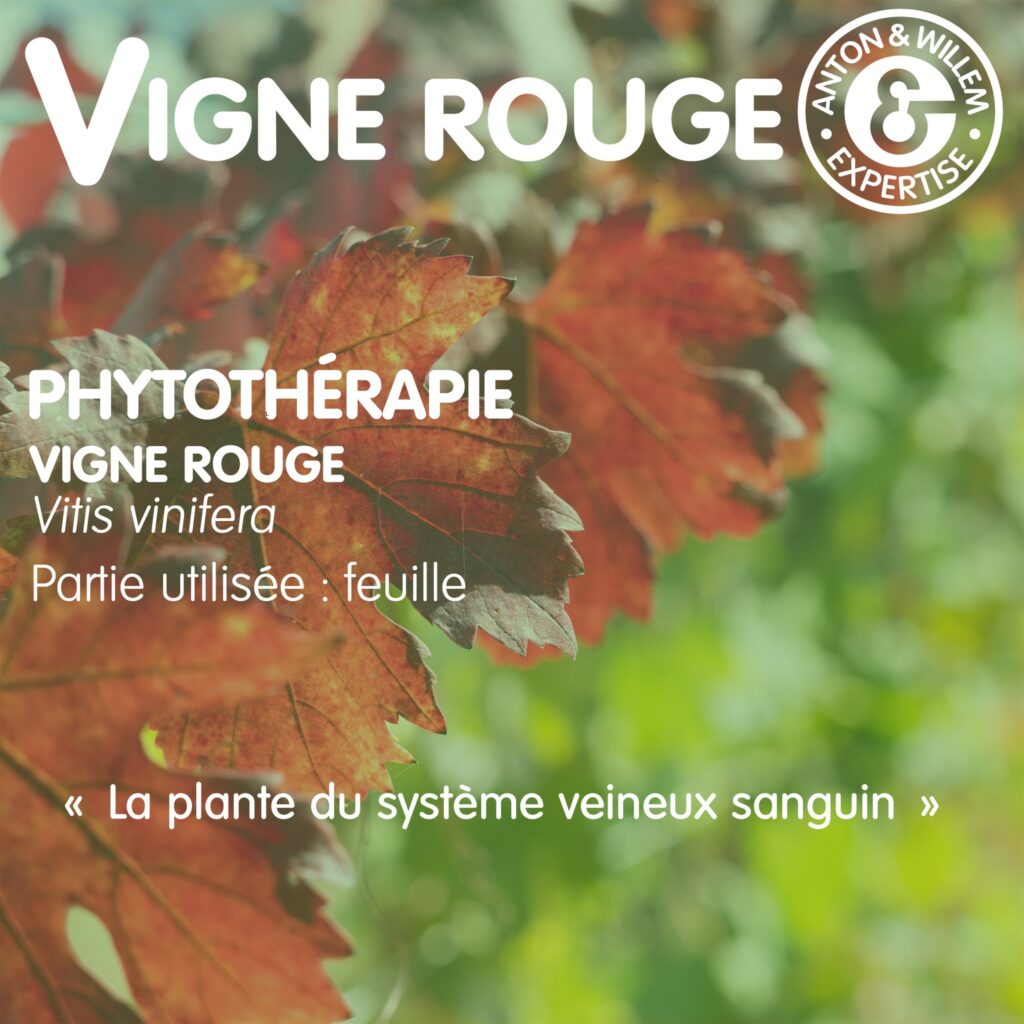 Vigne rouge en phytothérapie
